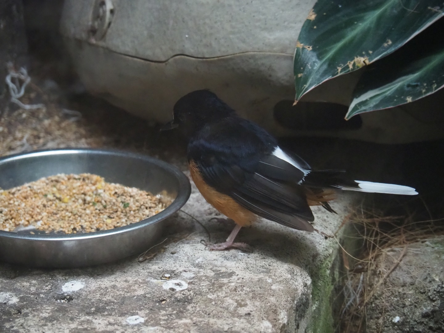 White-rumped shama thrush (Copsychus malabaricus)