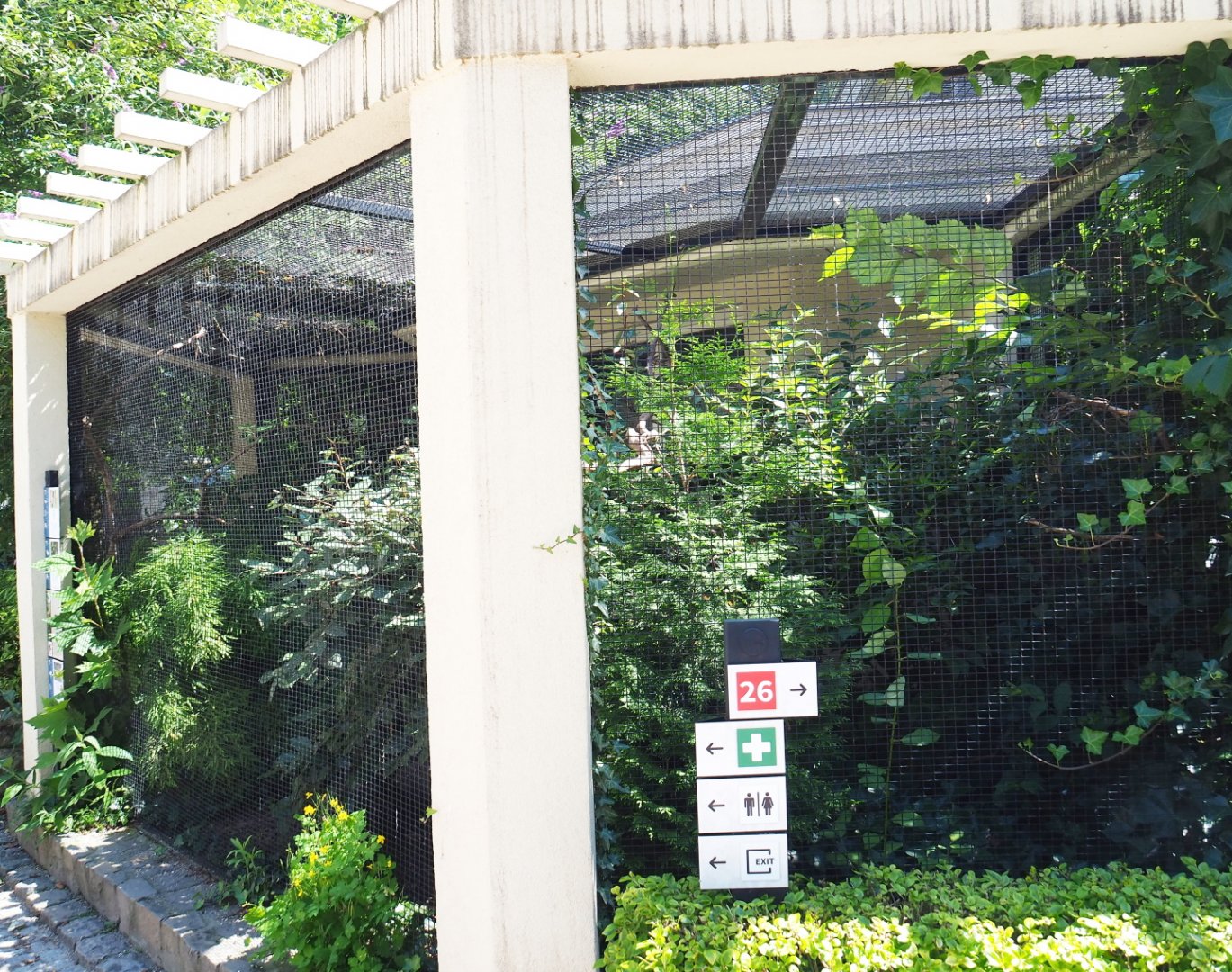 White-rumped shama thrush, Greater hill myna and Collared hill partridge aviary, 2021-07-17