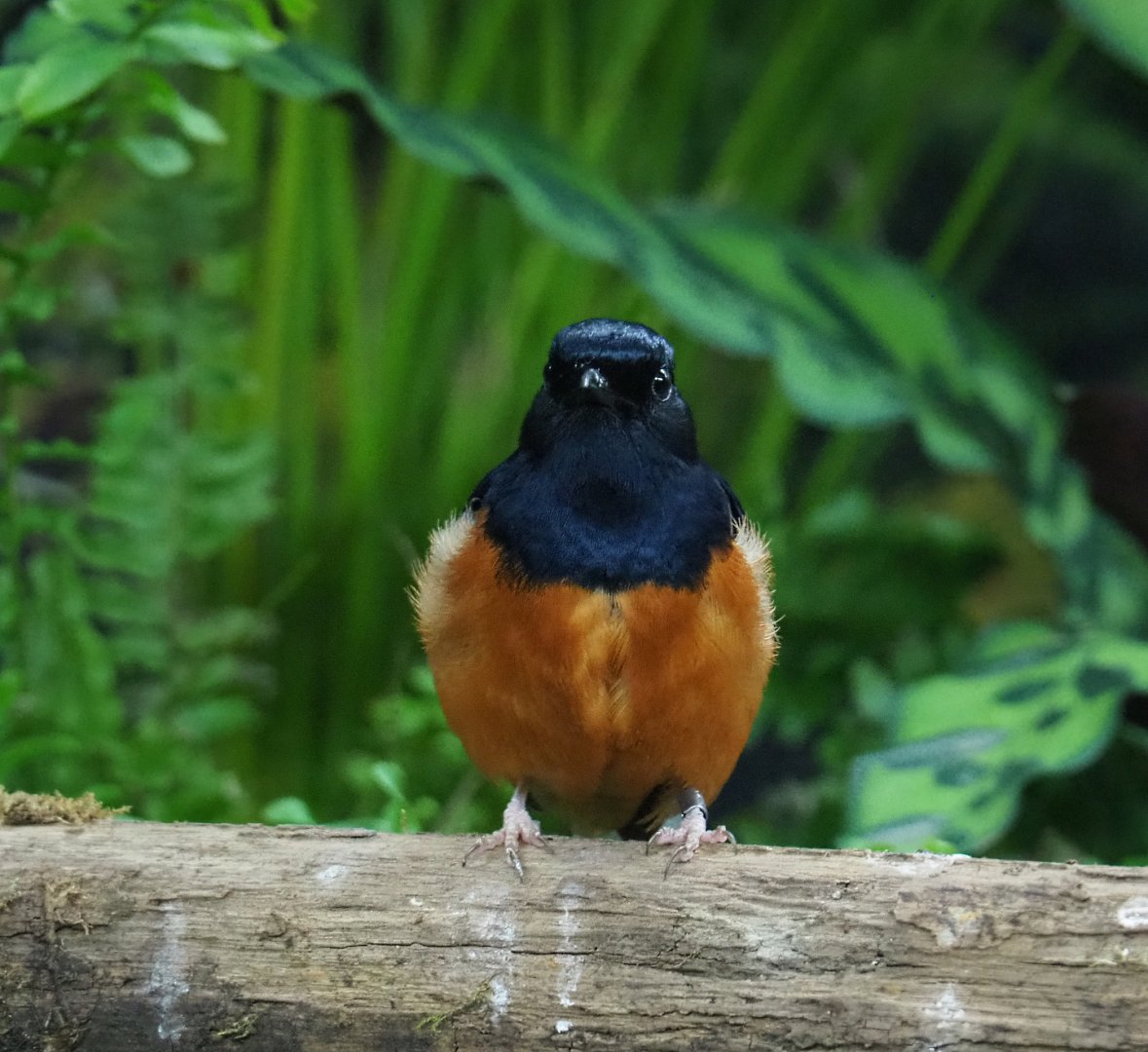 White-rumped shama thrush (Kittacincla malabarica), 2020-05-24
