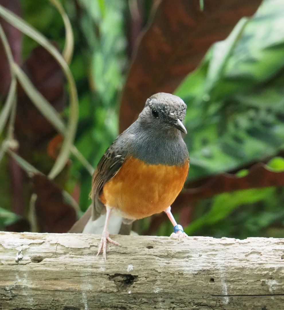 White-rumped shama thrush (Kittacincla malabarica), 2020-06-28