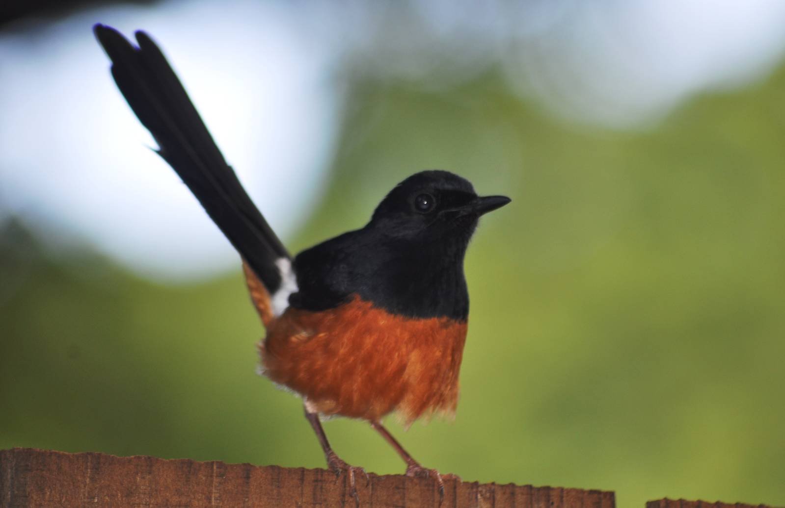 White-rumped Shama (wild)