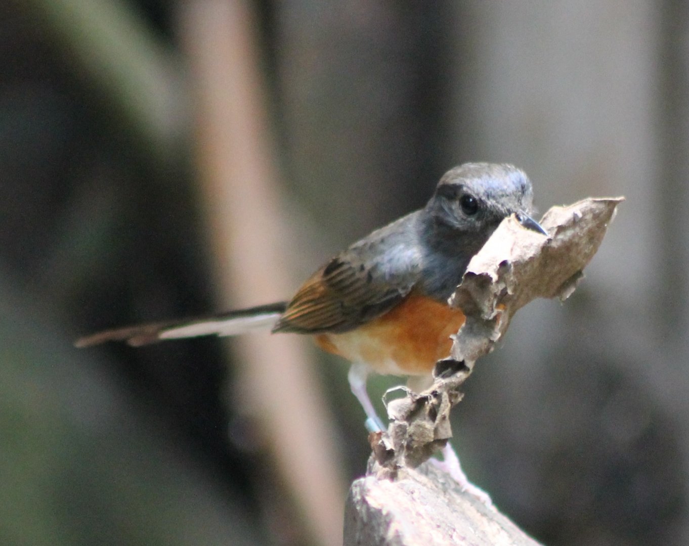 White-rumped shama with nesting-material