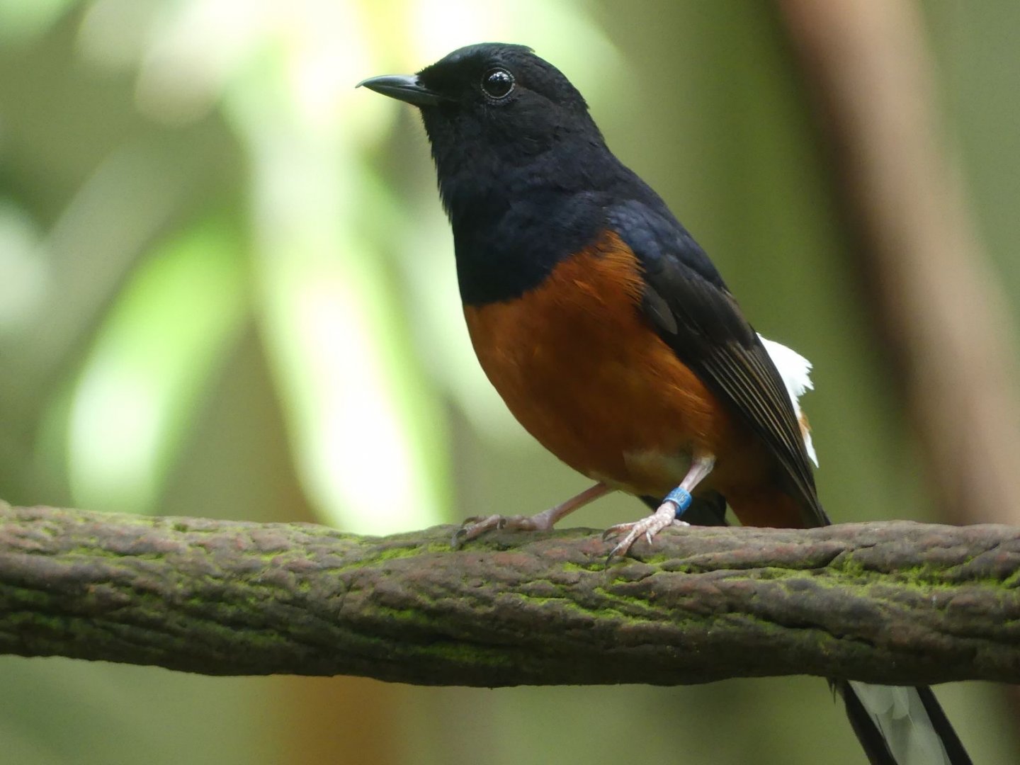 White Rumped Shama - Zoo København - 26.05.25
