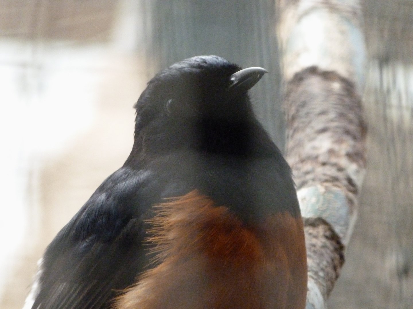 White-rumped shama -ZooParc de Beauval (2025)