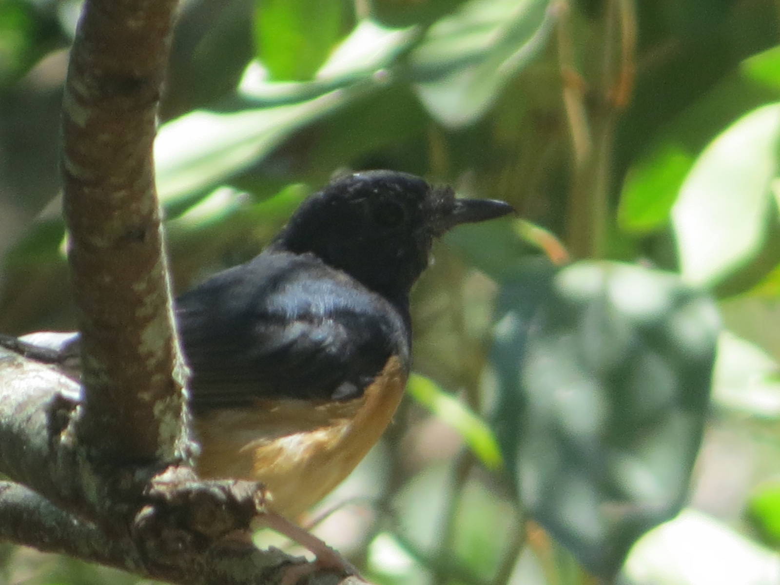 White-rumped Shama