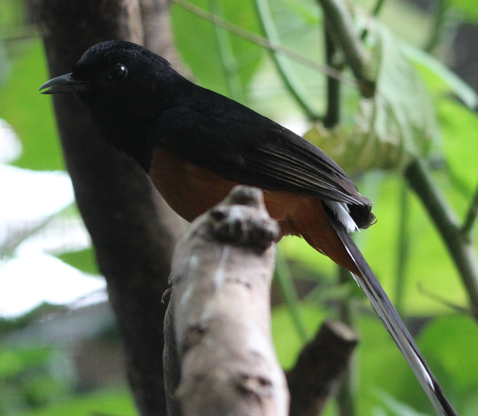 White-rumped shama