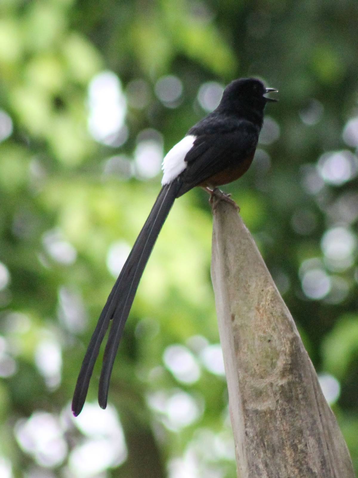 White-rumped shama