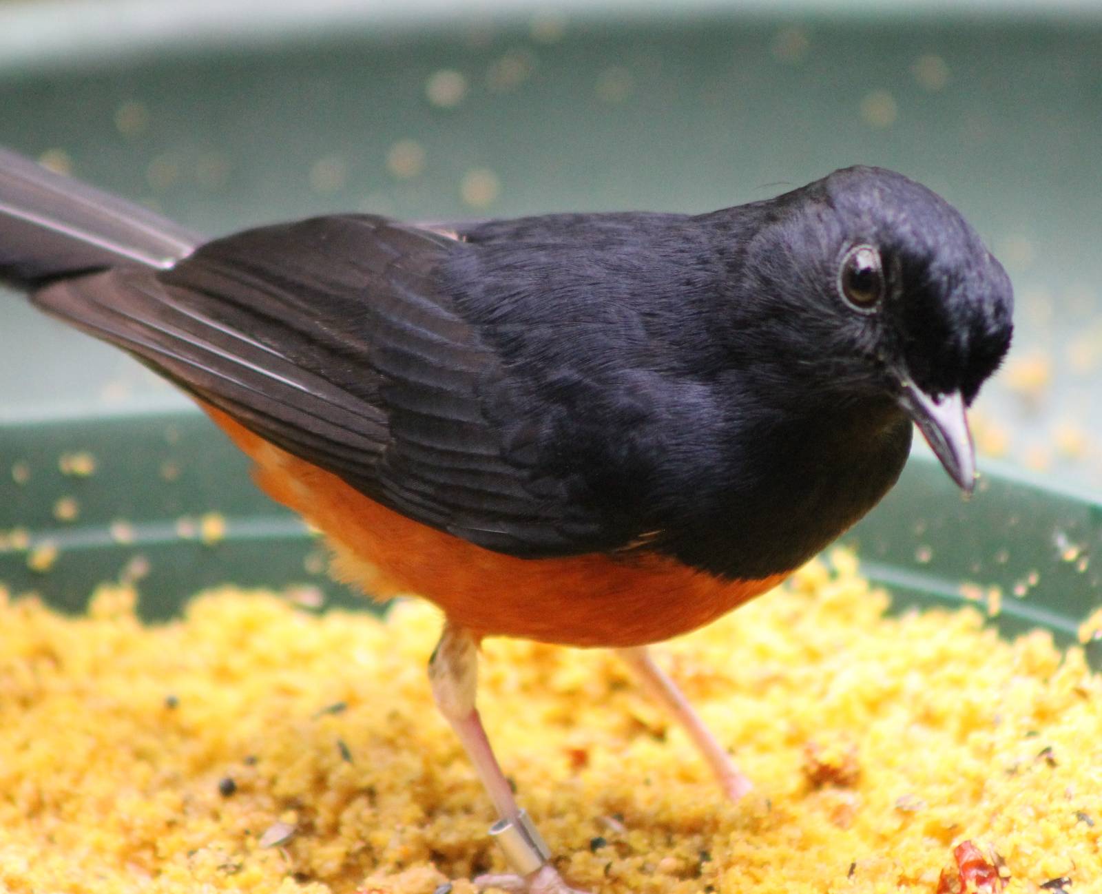White-rumped shama