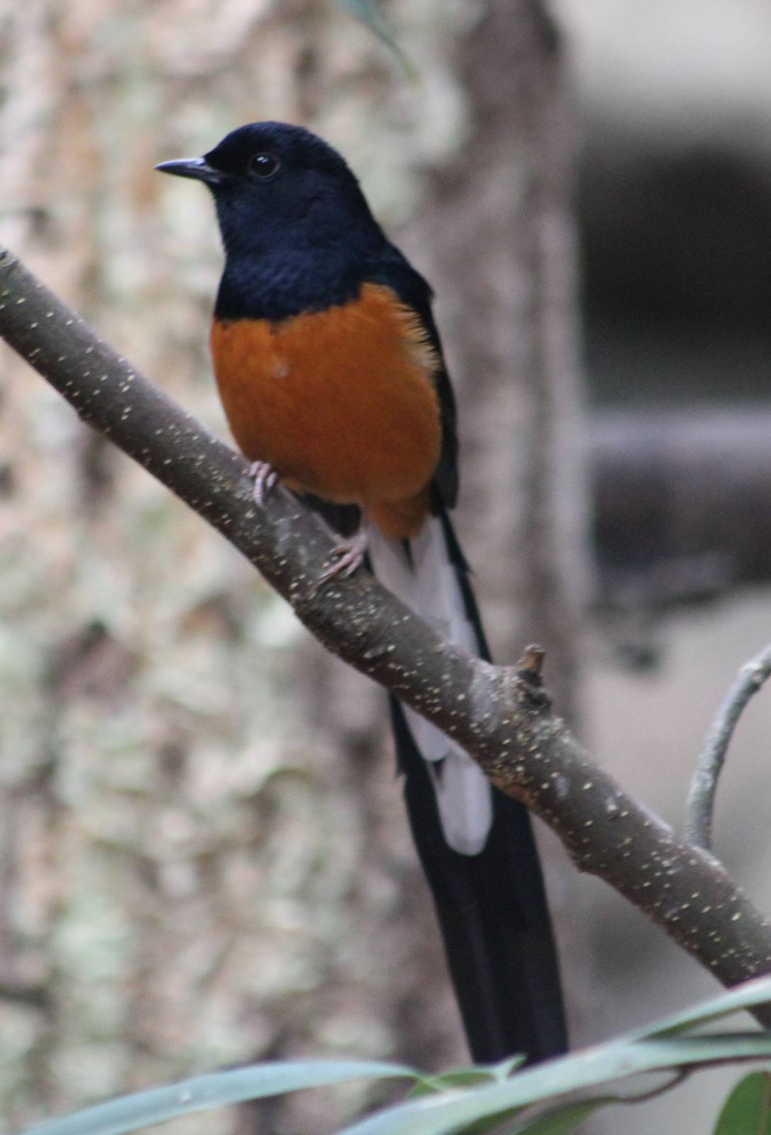 White-rumped shama
