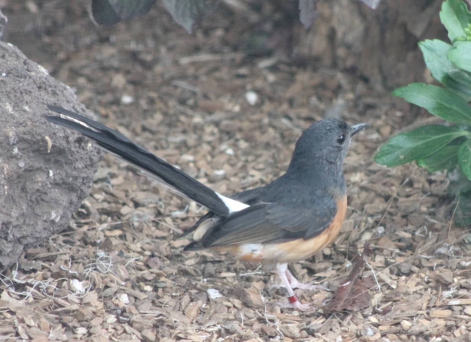 White-rumped shama