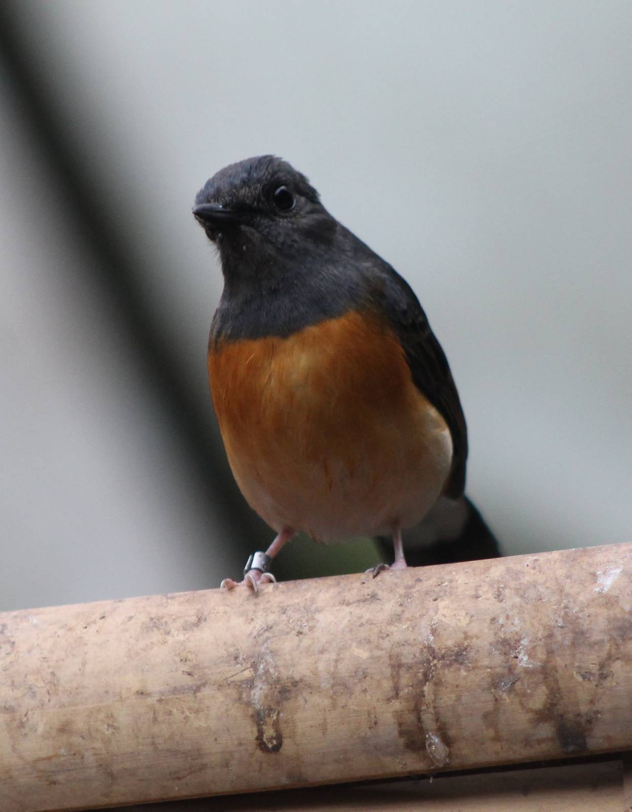 White-rumped shama