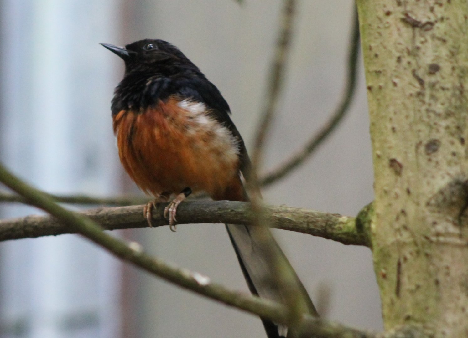 White-rumped shama