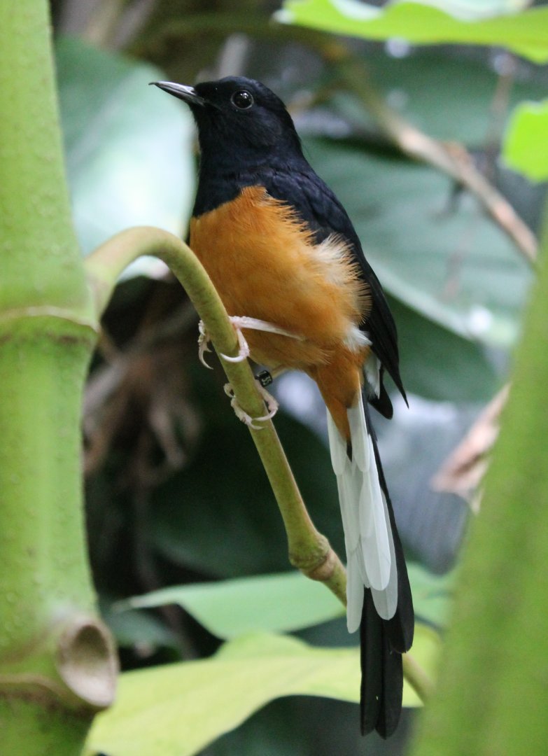 White-rumped shama
