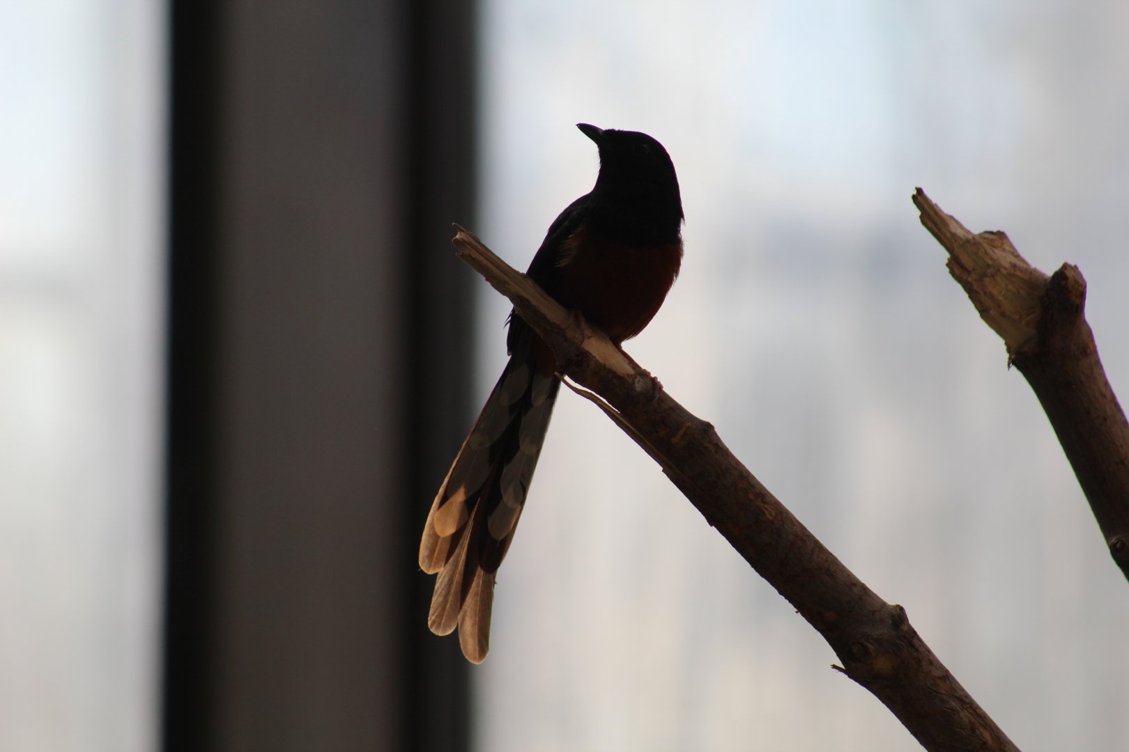 White-Rumped Shama