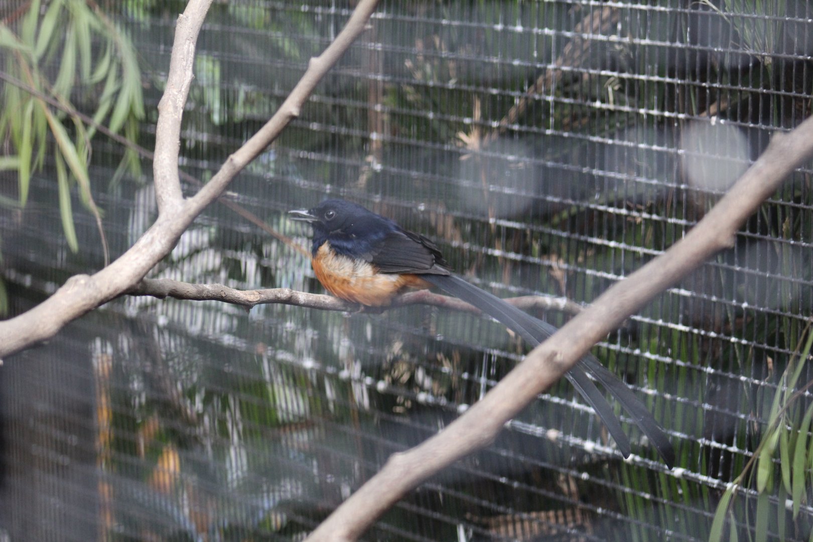 White-Rumped Shama
