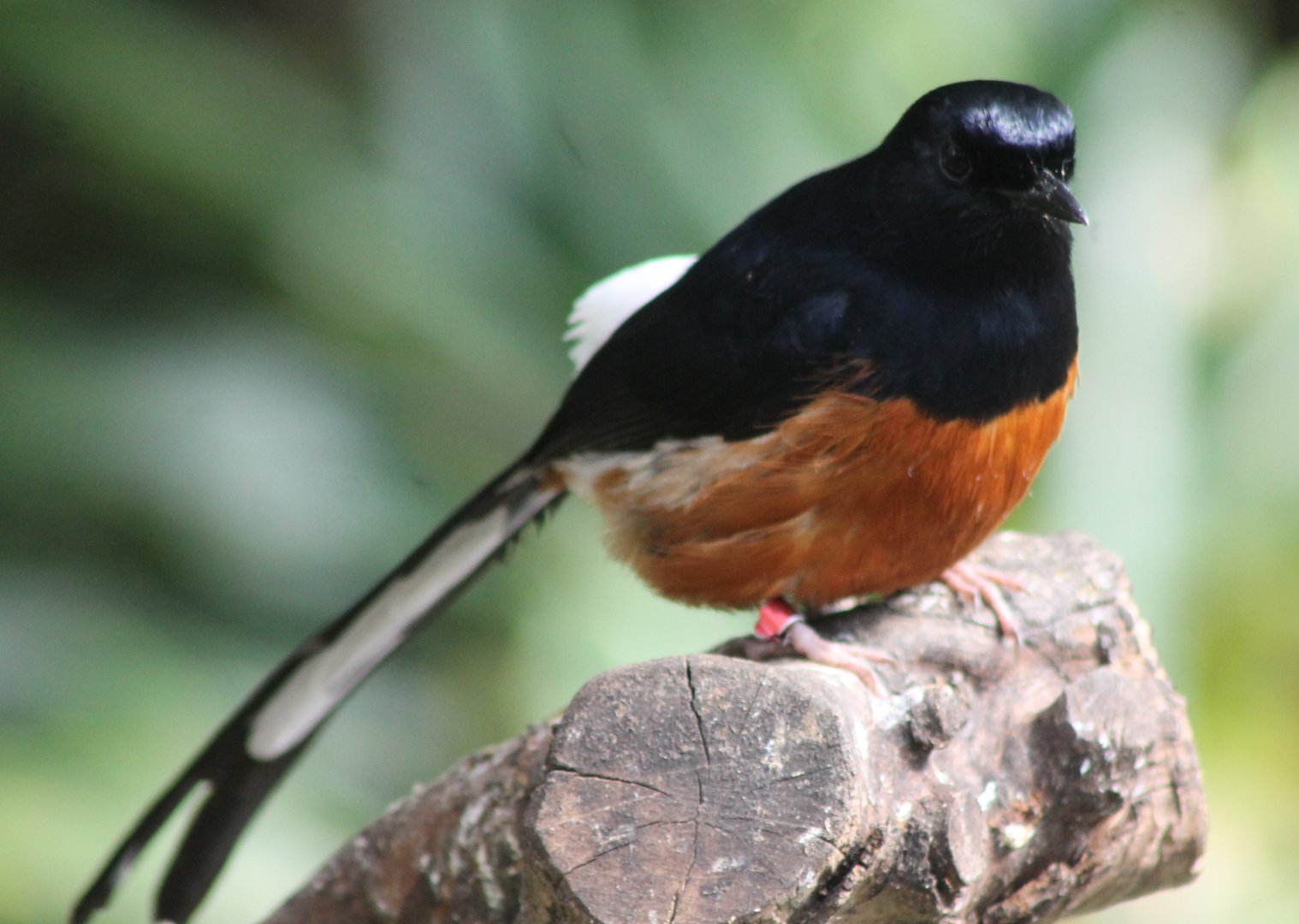 White-rumped shama
