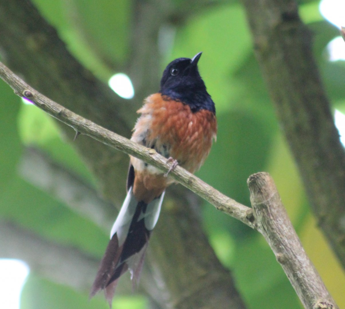 White-rumped shama