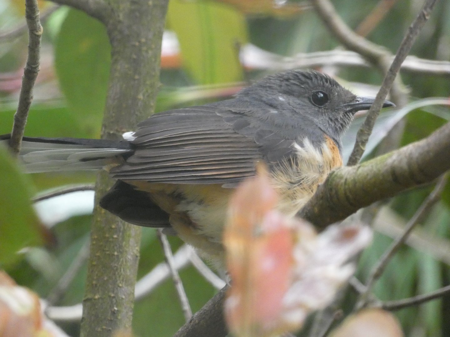 White-rumped Shama