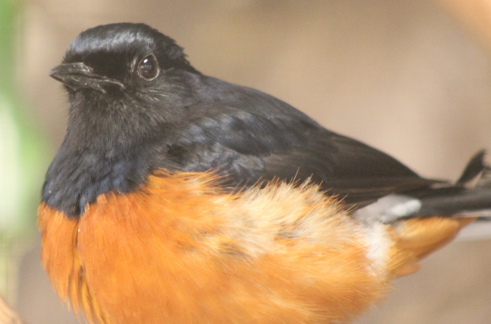 White-rumped shama