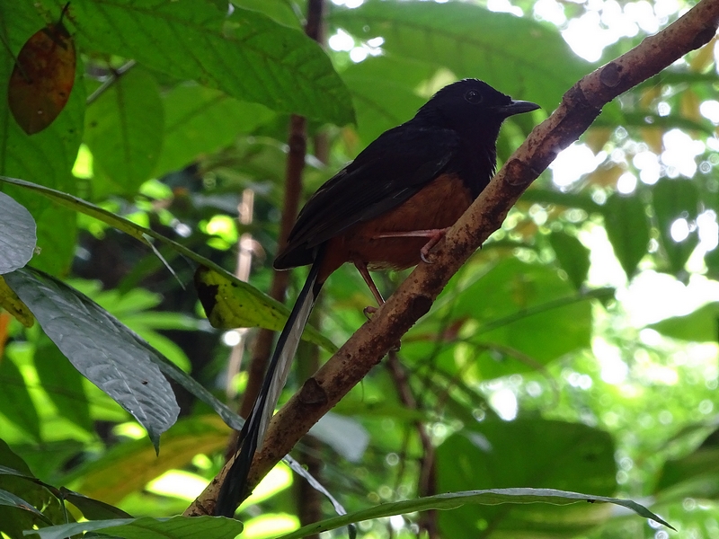 White-rumped Shama
