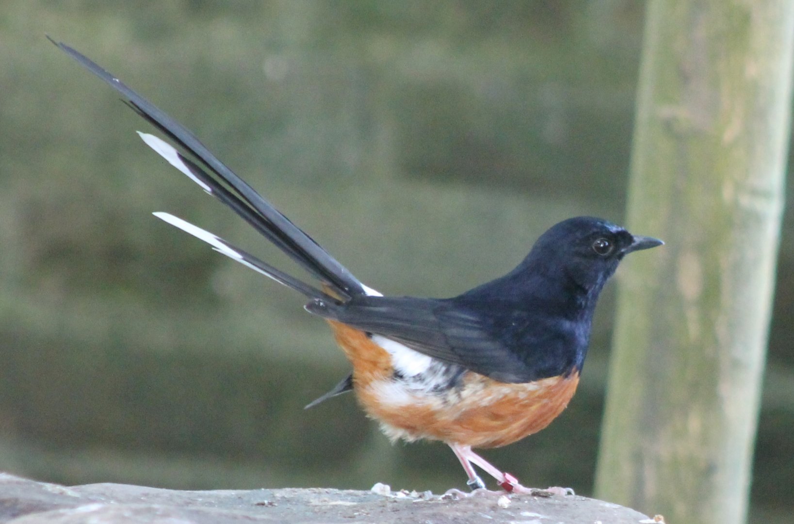 White-rumped shama