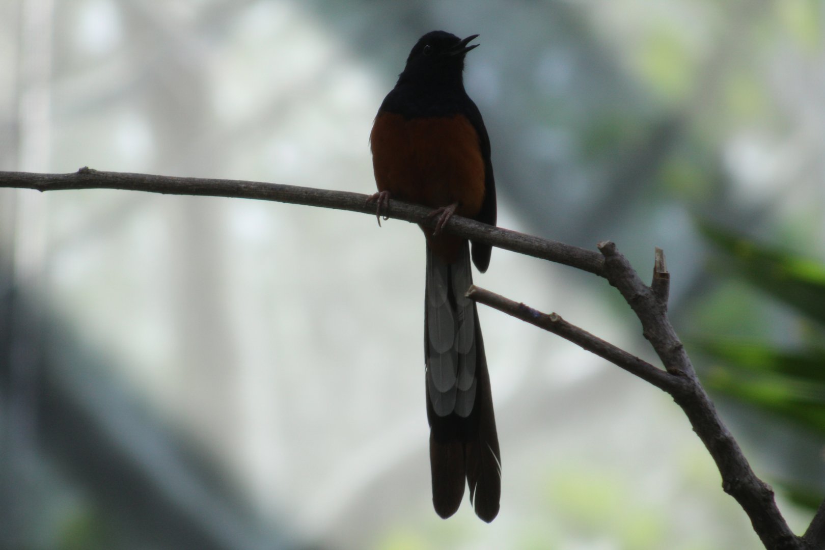 White-Rumped Shama
