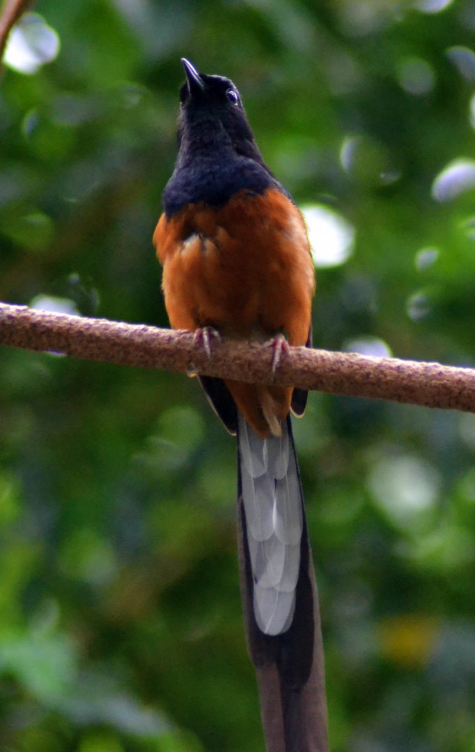 White Rumped Shama