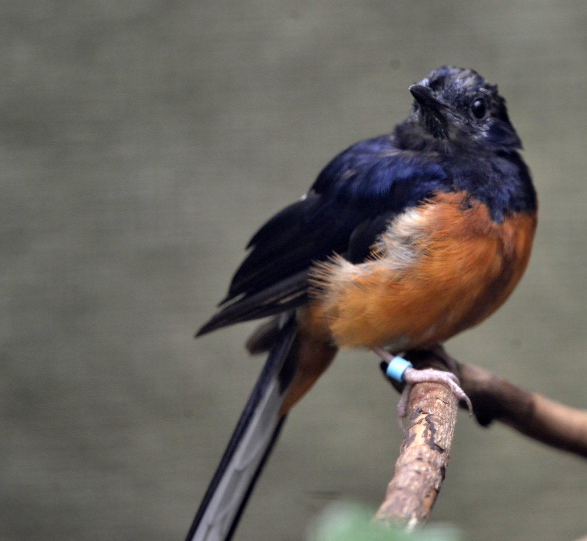 White rumped shama