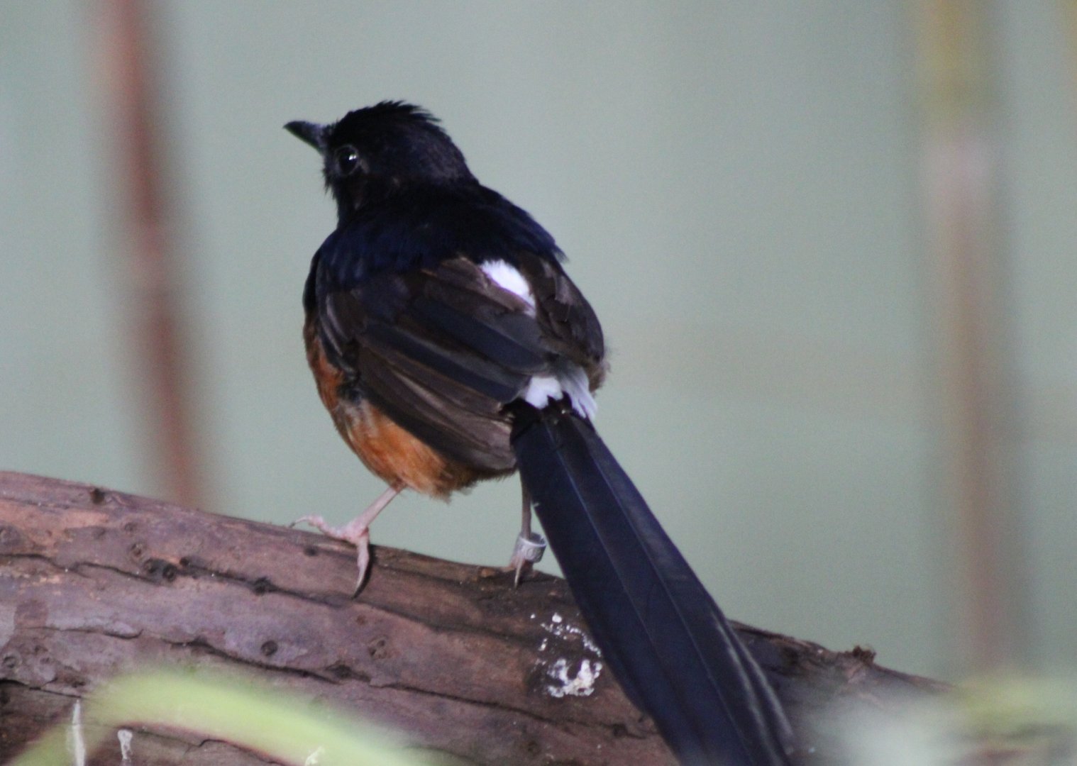 White-rumped shama