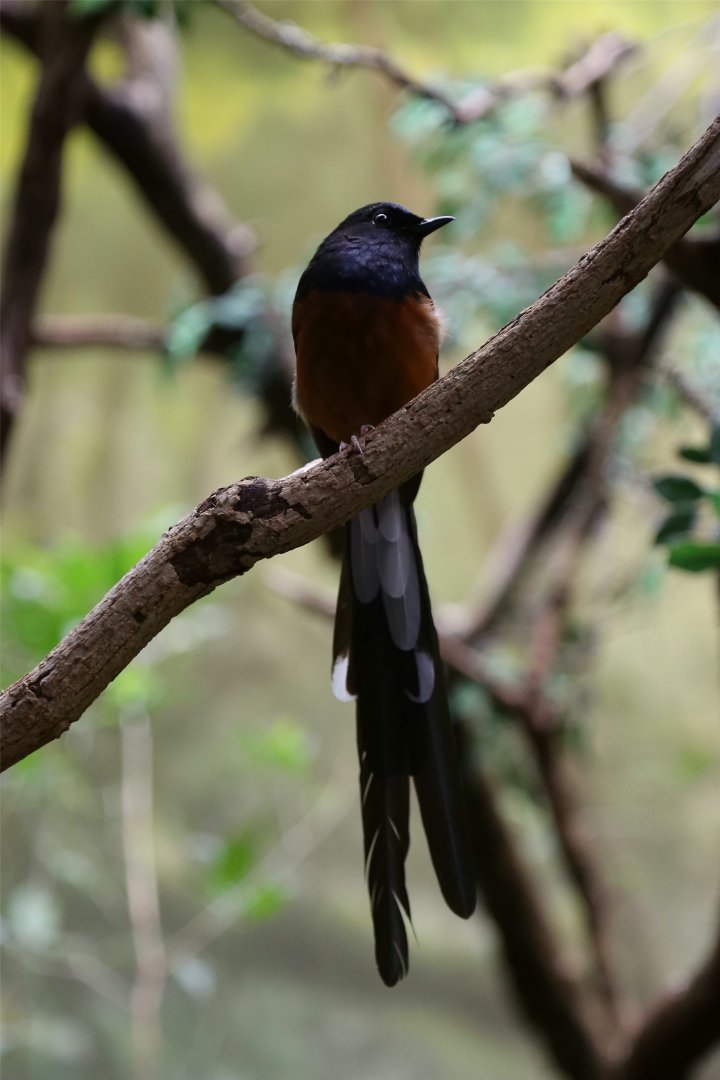 White-rumped Shama