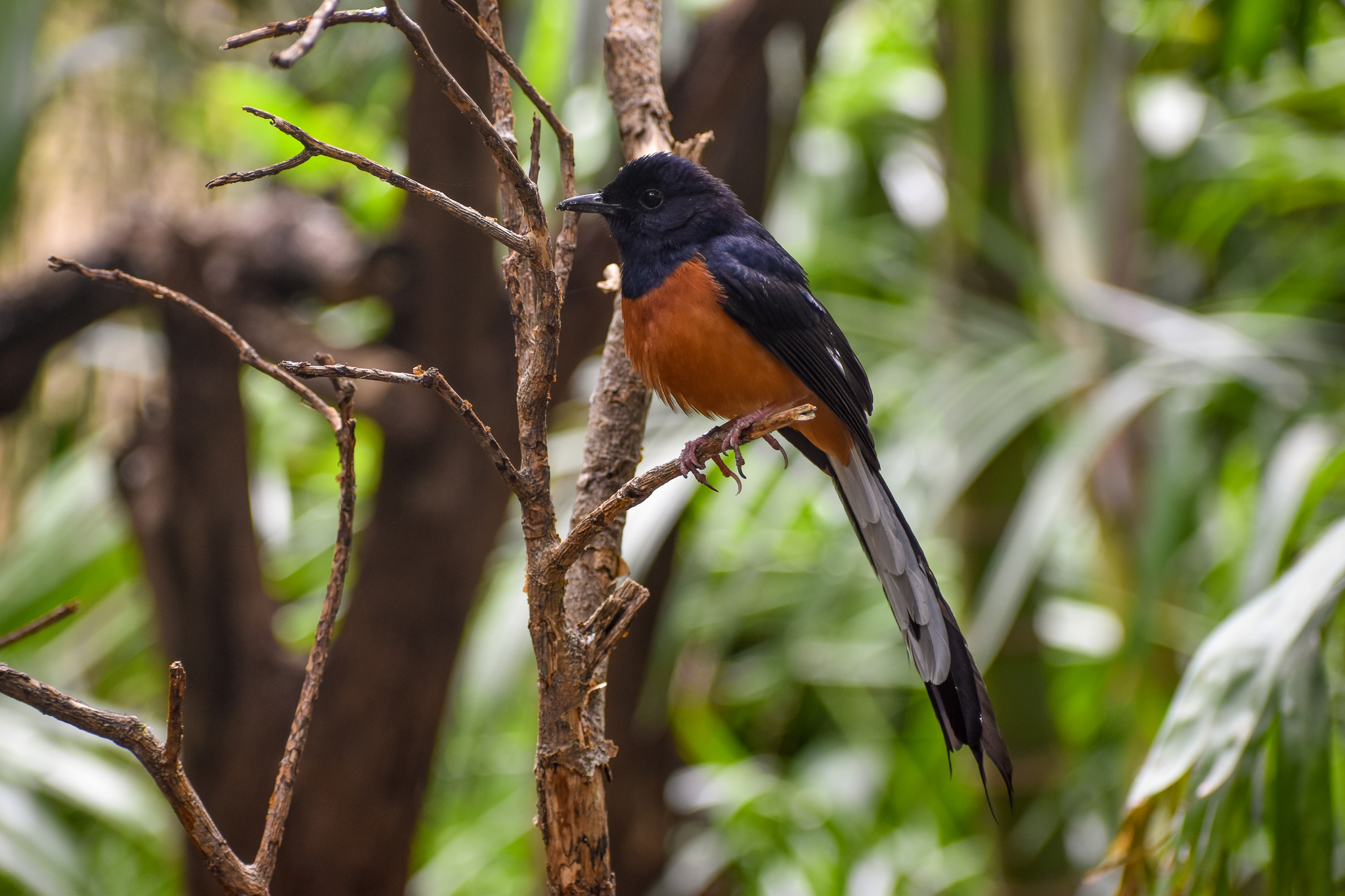 White-rumped Shama