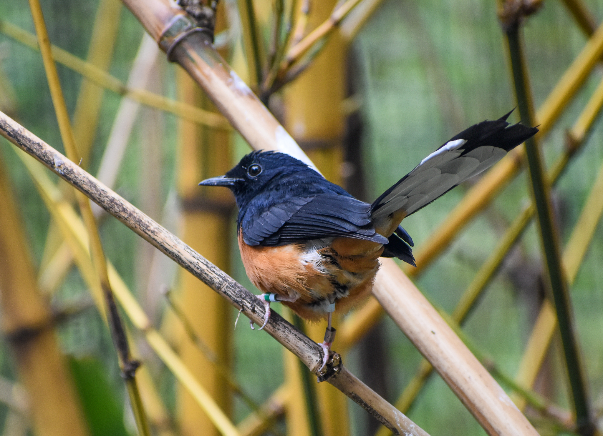 White-rumped Shama