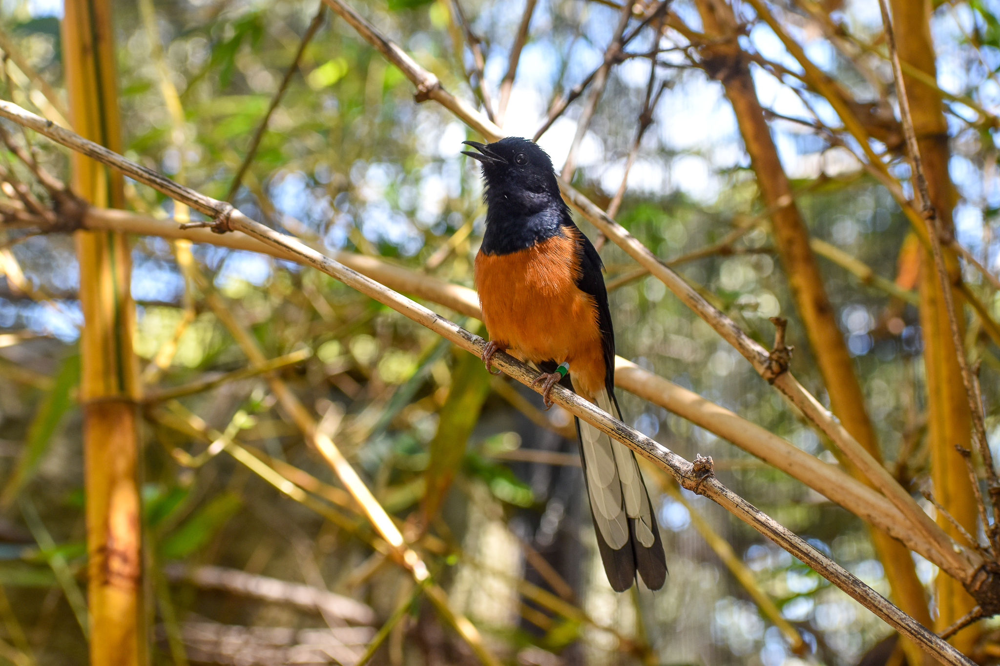 White-rumped Shama