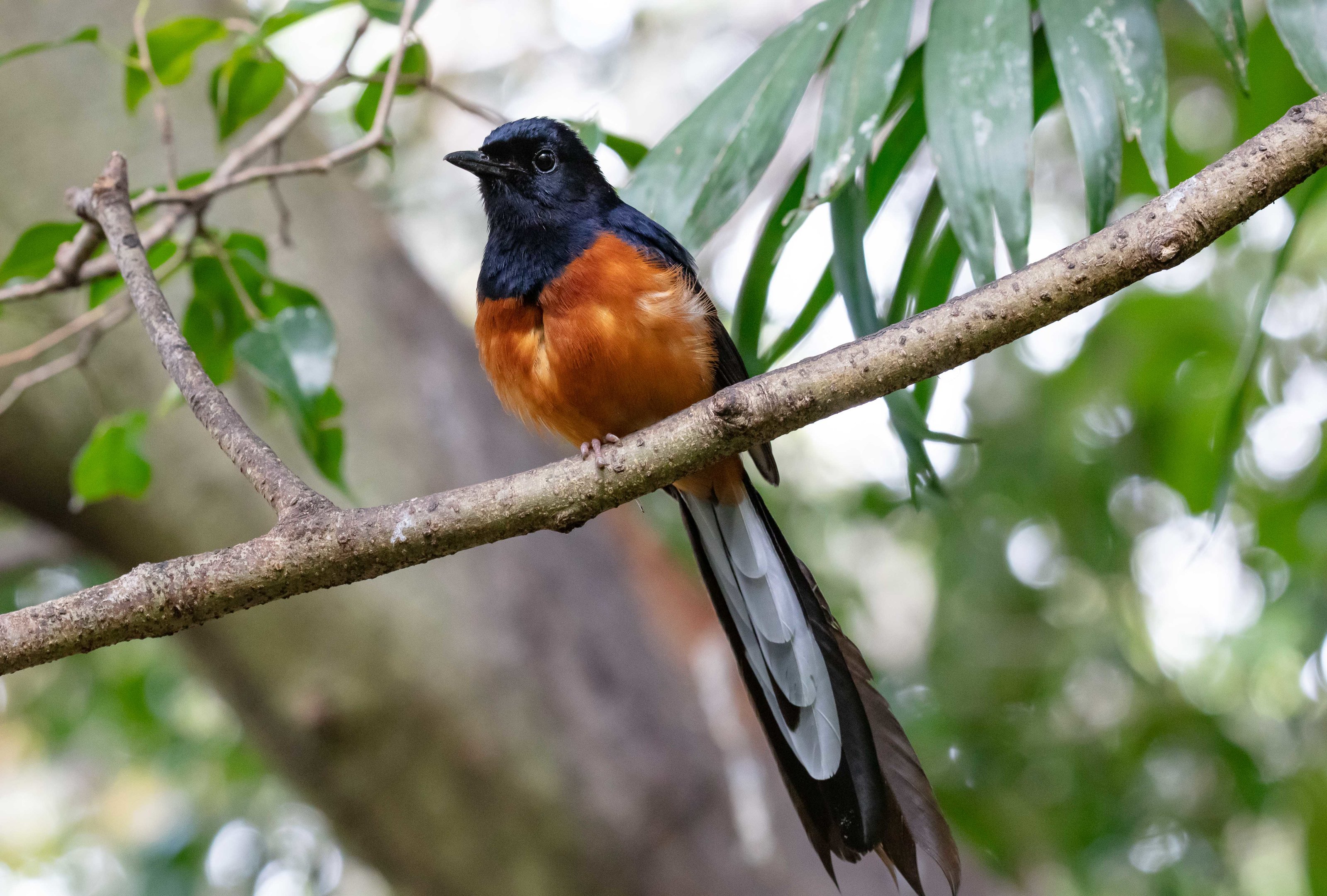 White-rumped Shama