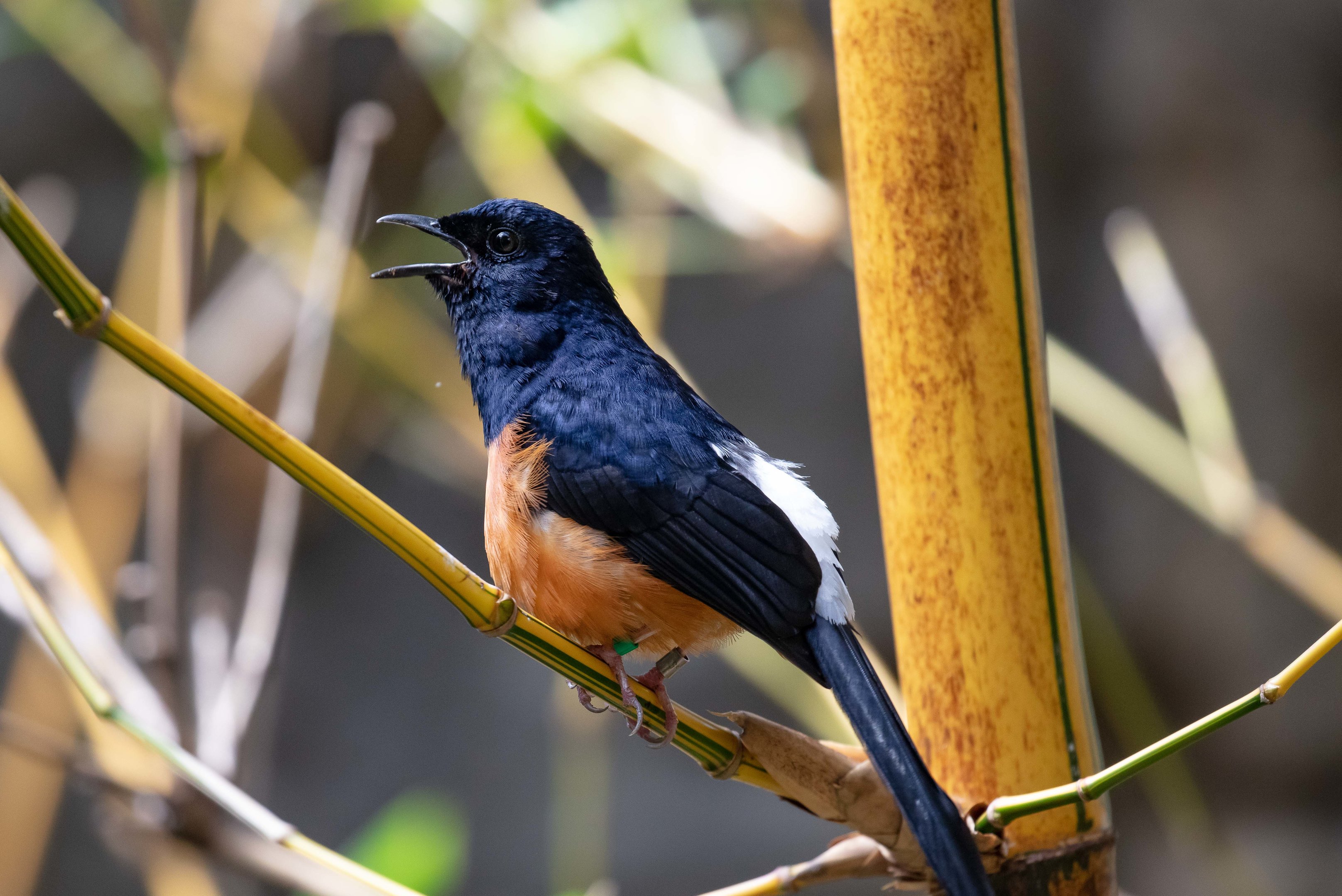 White-rumped Shama