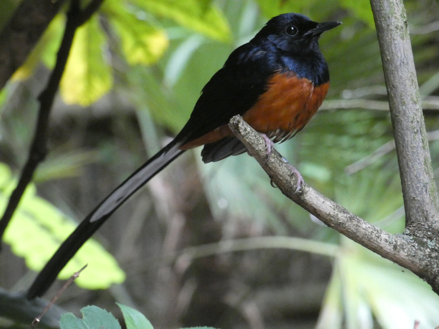 White-rumped shama