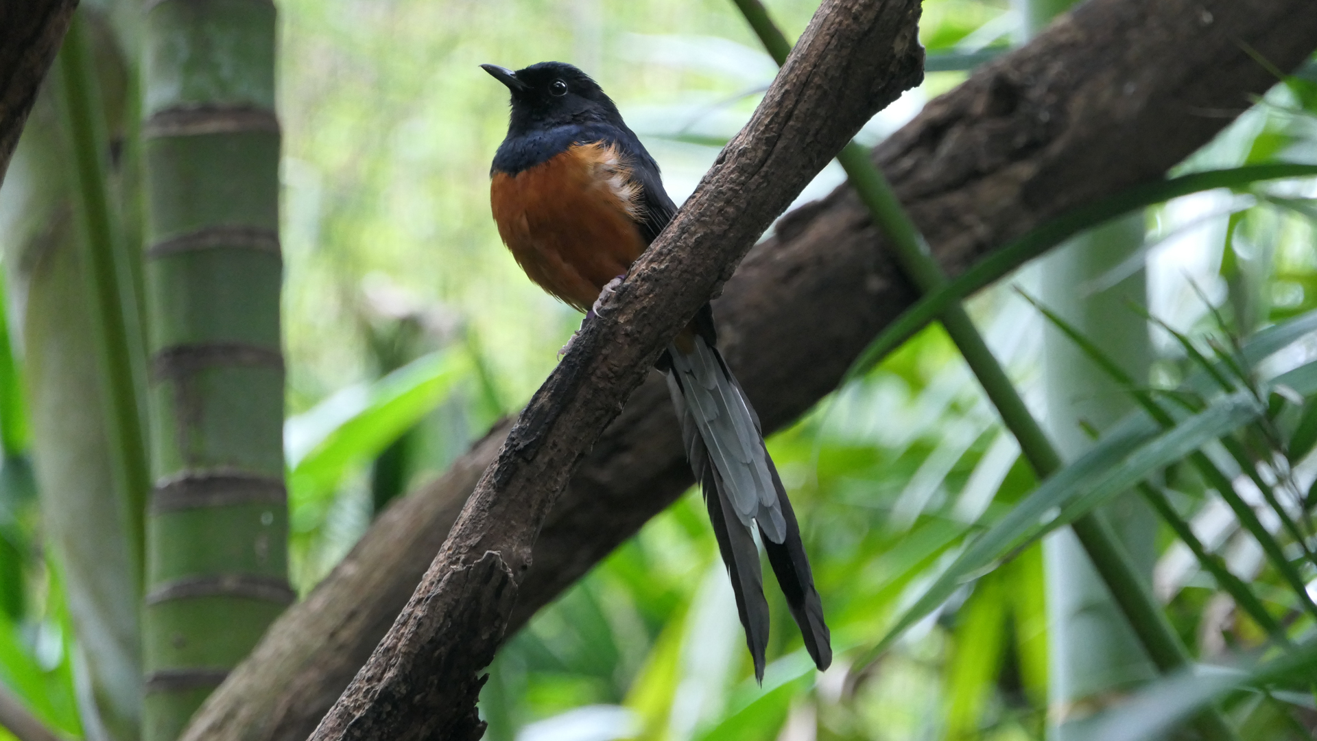 White-rumped Shama