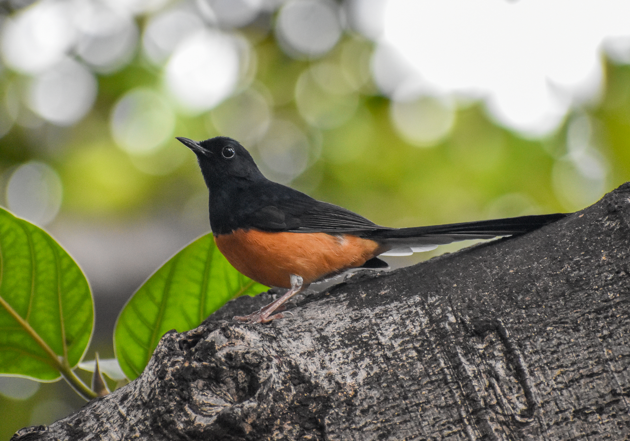 White-rumped Shama