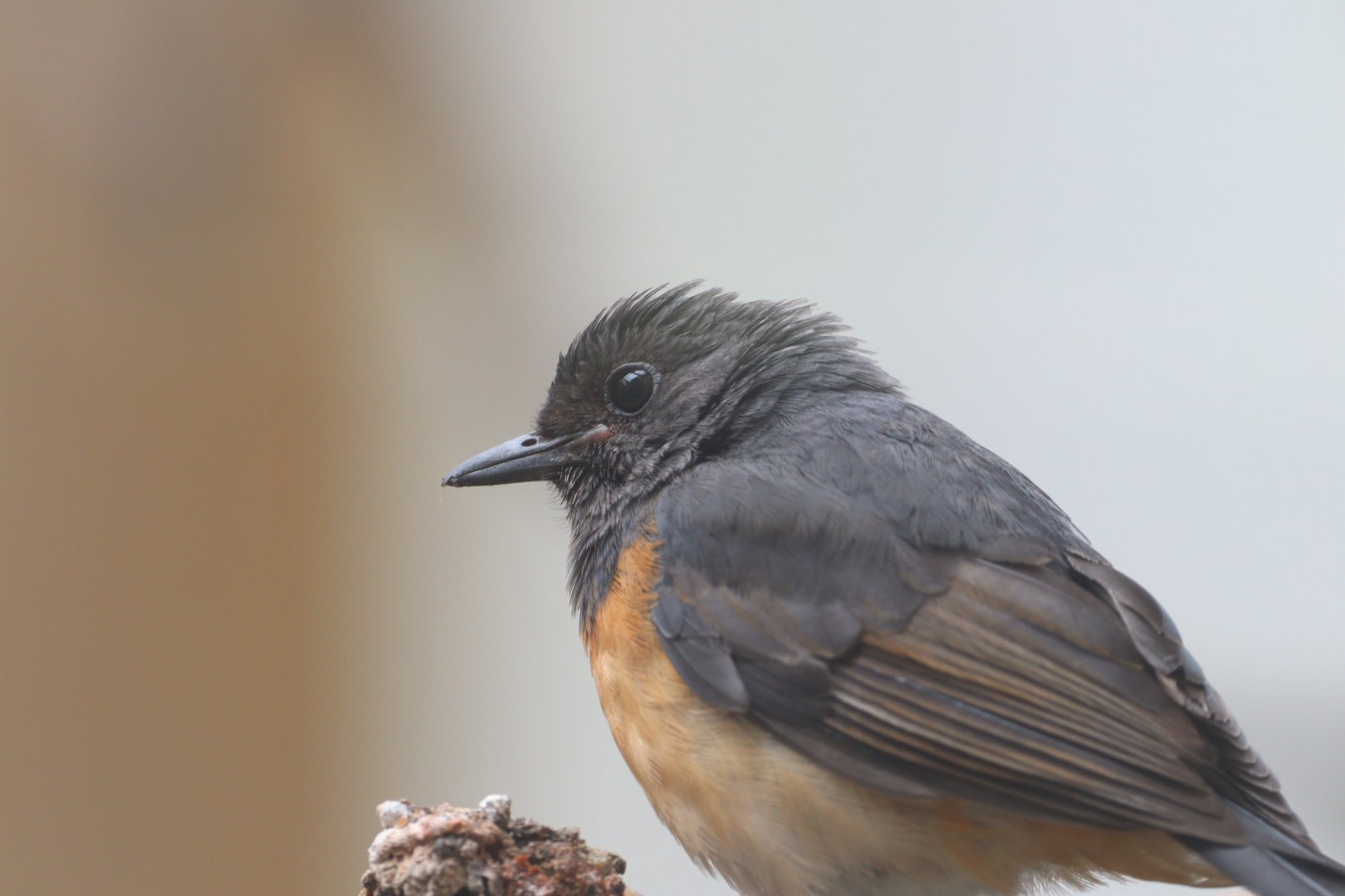 White-rumped Shama