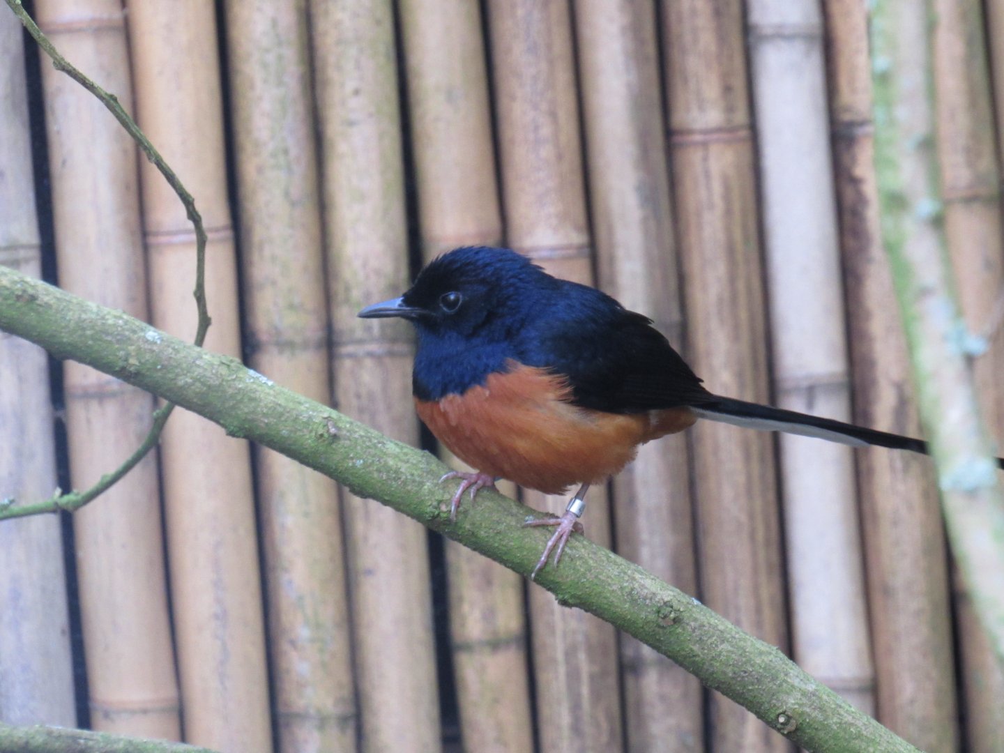White-rumped shama