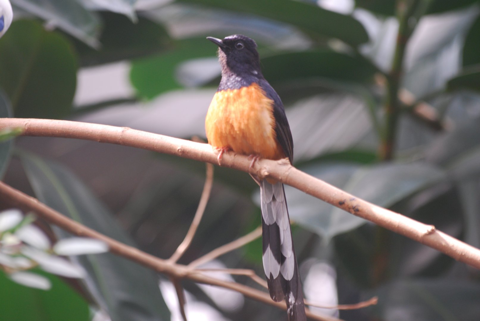 White-rumped shama