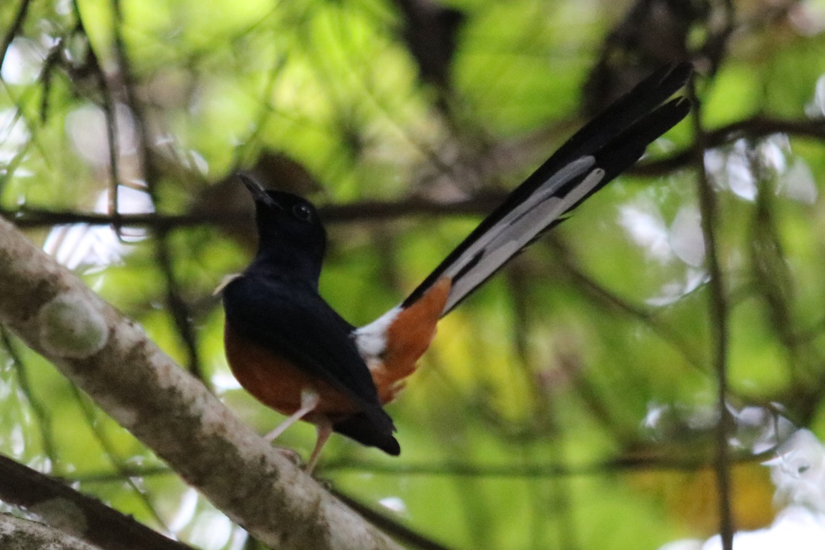 White-rumped Shama