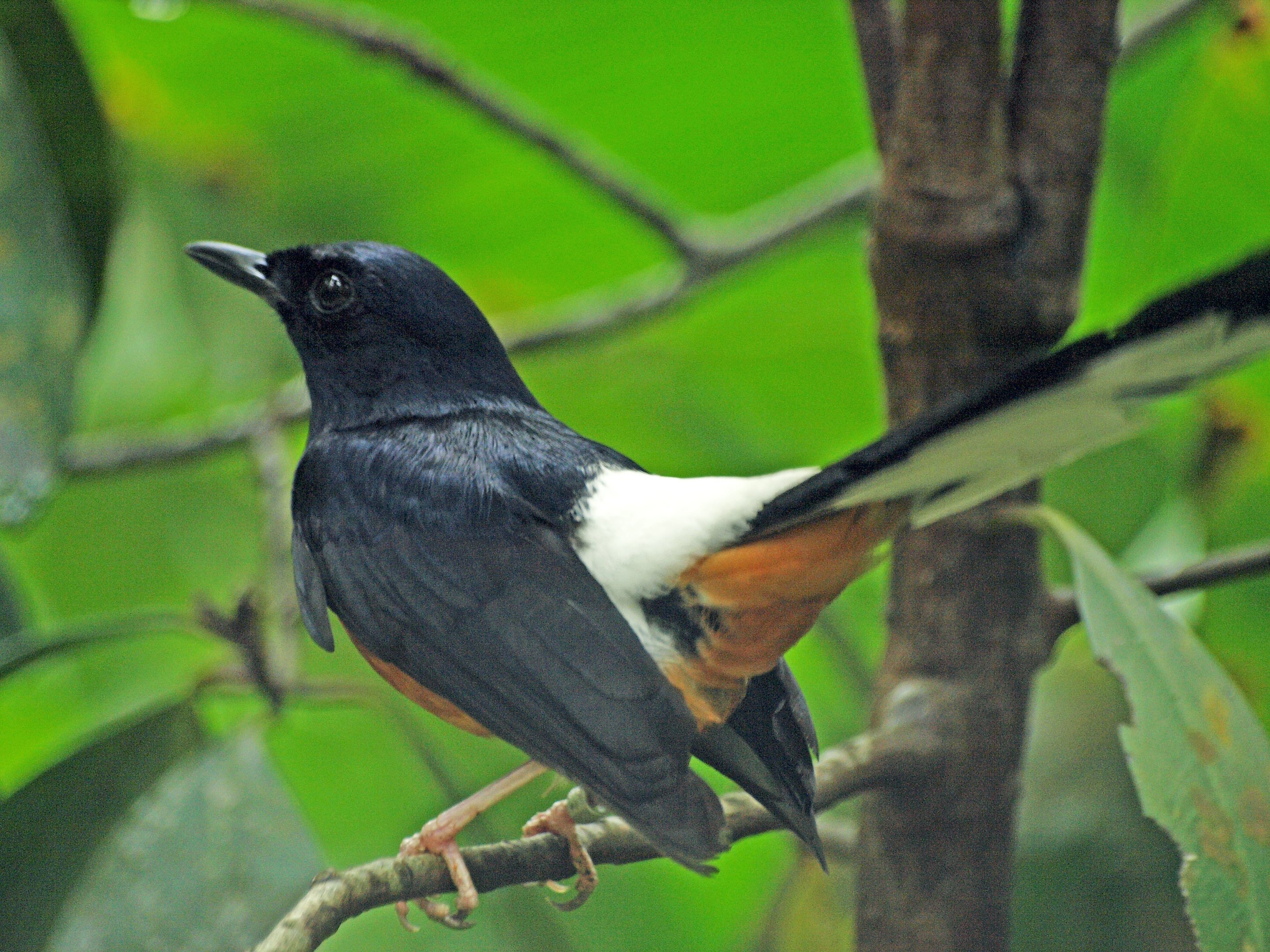 White-rumped shama