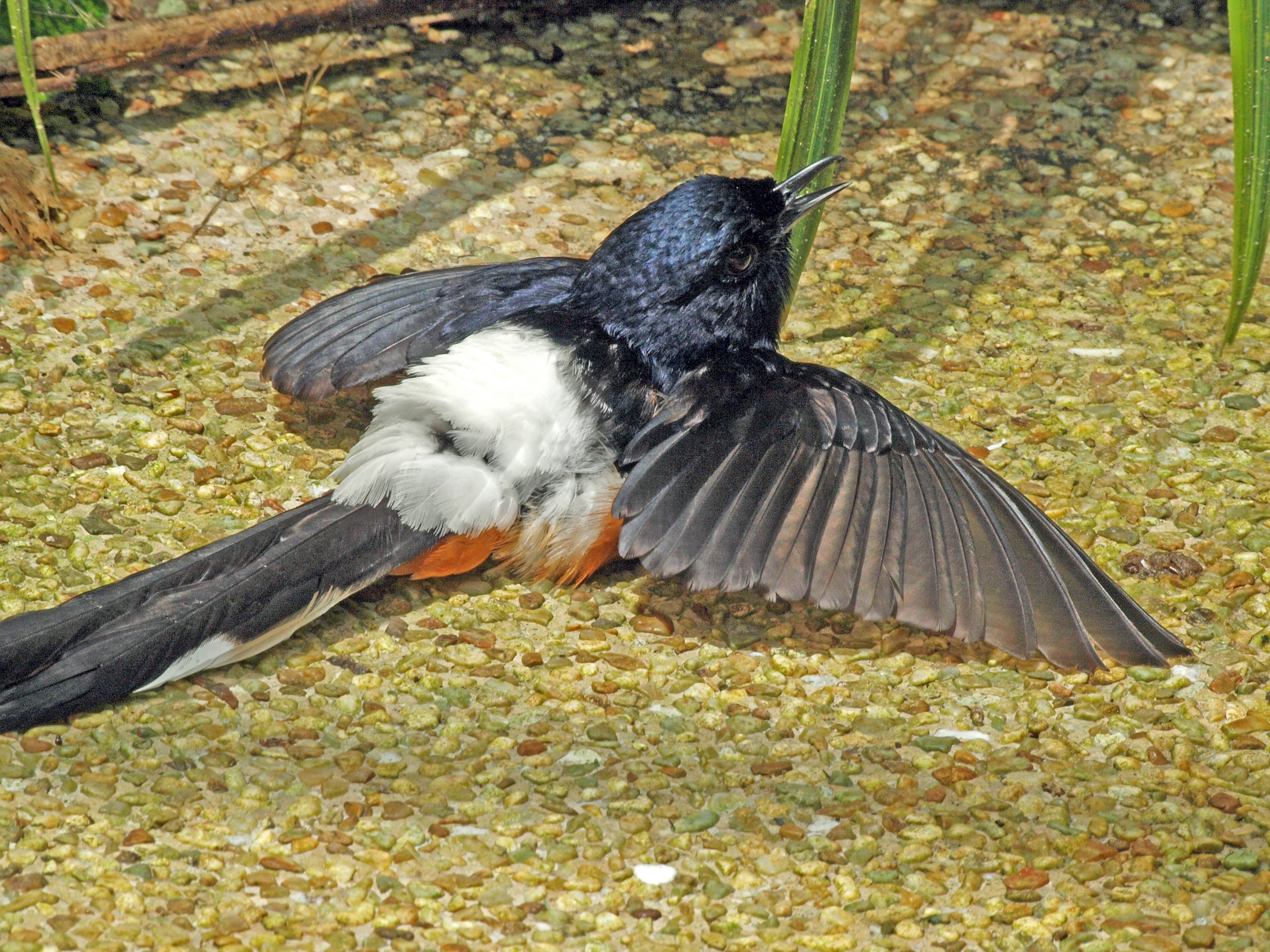 White-rumped shama