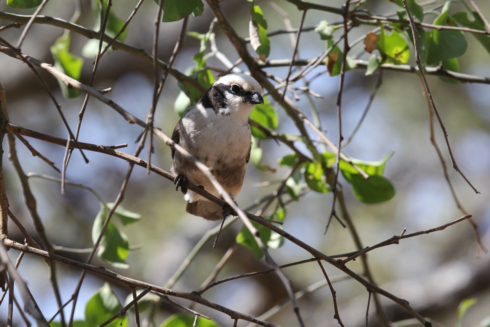 White-rumped Shrike (Eurocephalus ruppelli) ID?