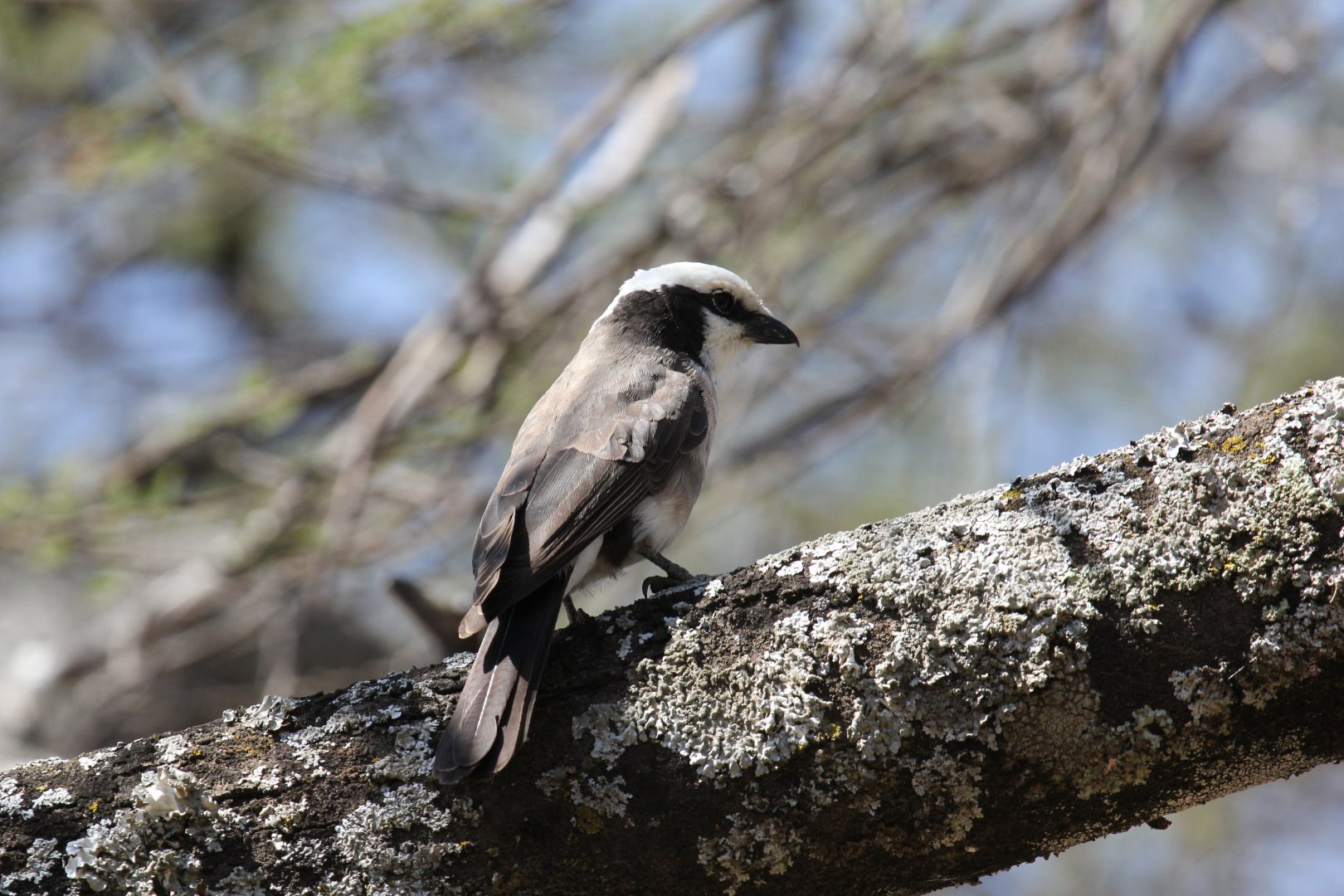 White-rumped Shrike (Eurocephalus ruppelli) ID?