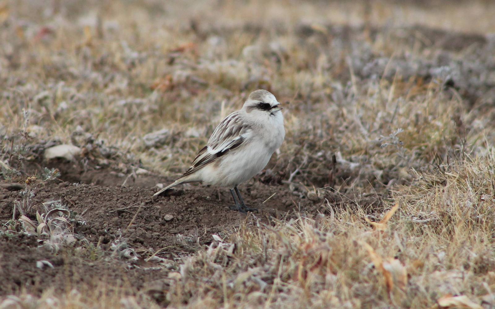 White-rumped snowfinch (Montifringilla taczanowskii)