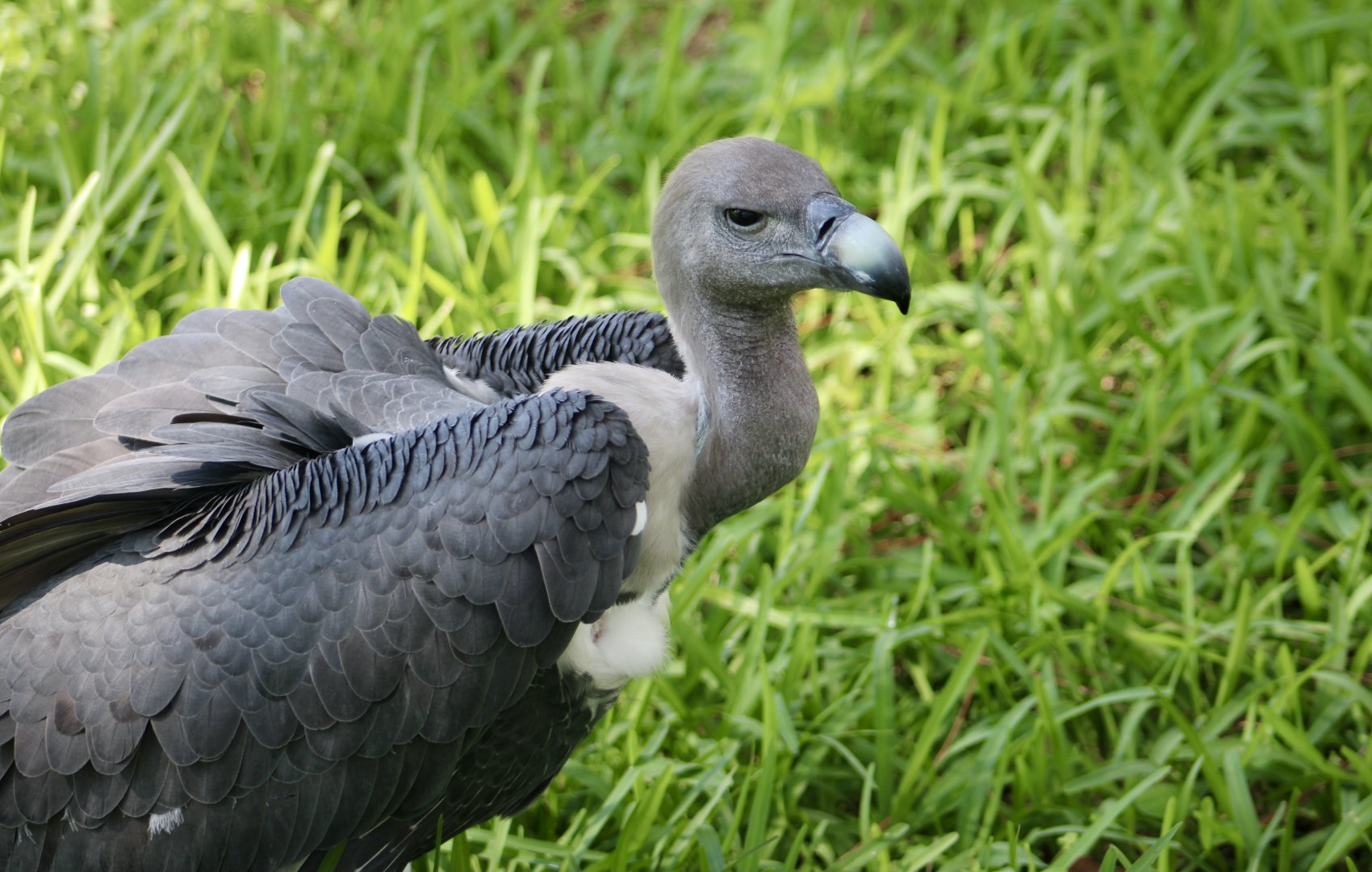 White-Rumped Vulture (Gyps bengalensis) - "Peanut"