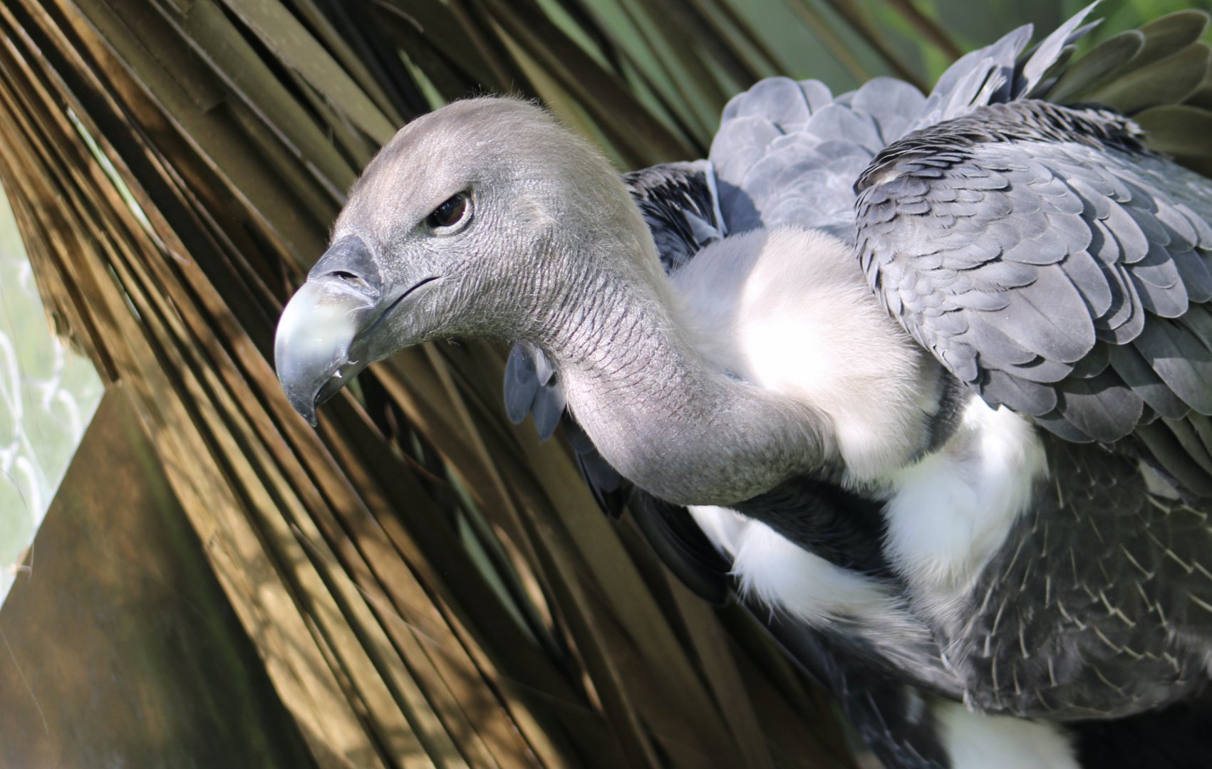 White-Rumped Vulture (Gyps bengalensis) - "Peanut"