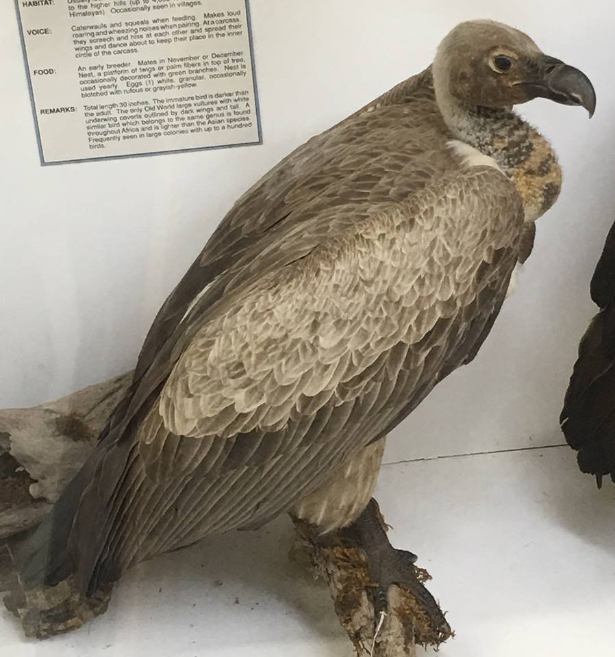 White-rumped vulture (Gyps bengalensis)